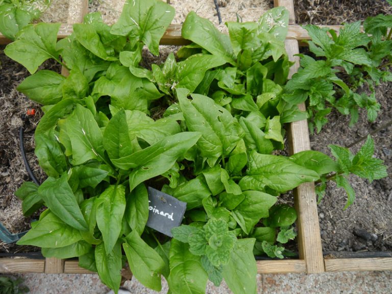 Comment faire pousser des épinards pendant l’hiver ? monpotagergourmand — free download