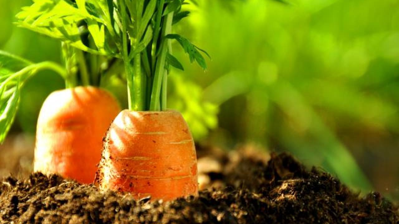 Jardin potager : que faut-il semer au mois de mars ?