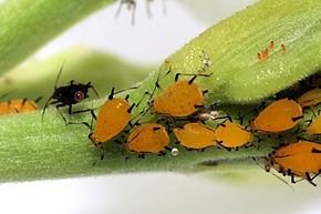 290px-Sa_aphid_colony_highres_dustfree