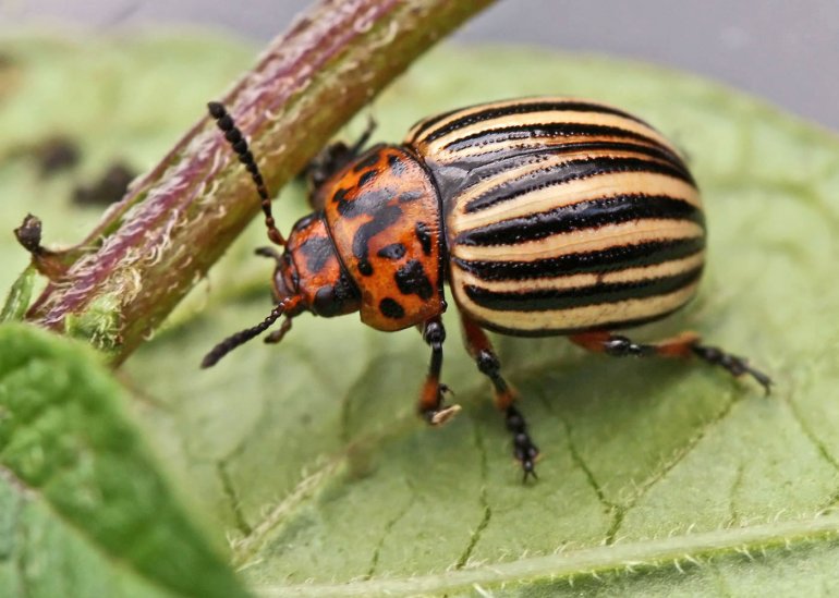 Comment lutter contre les insectes nuisibles du jardin potager ?