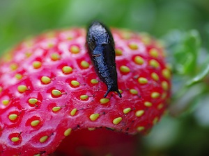 limace-fraise