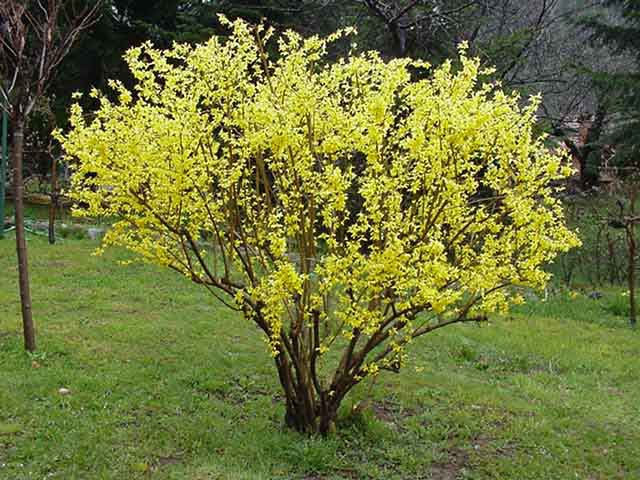 Forsythia