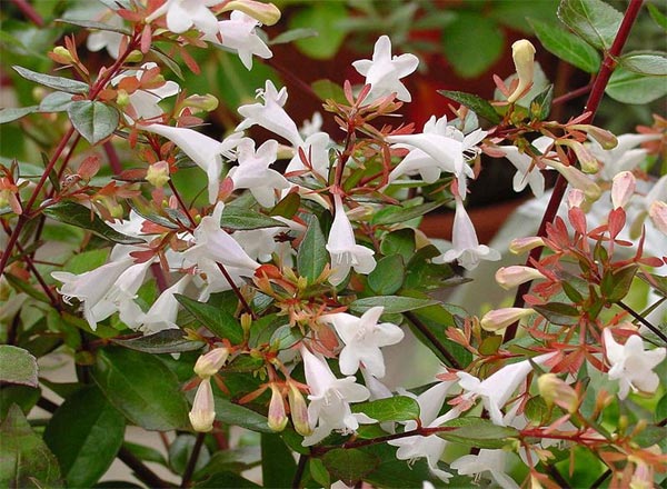 Abelia