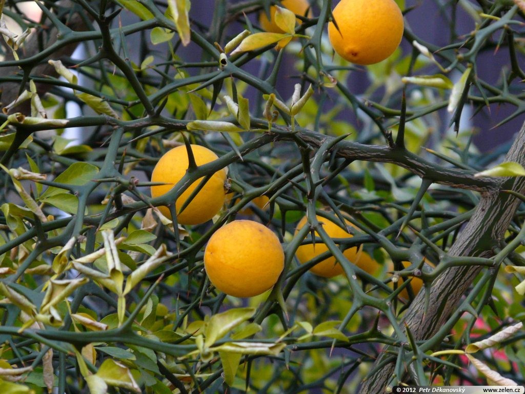 Poncirus Trifoliata