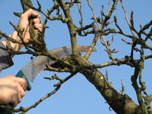 Taille des arbres, quand faut-il le faire ?