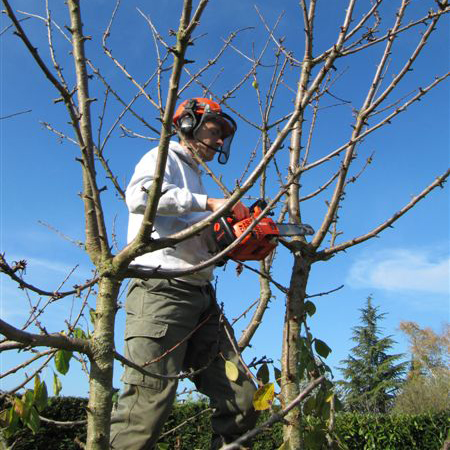 tailler arbre