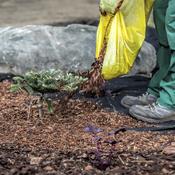 potager-hiver-paillis