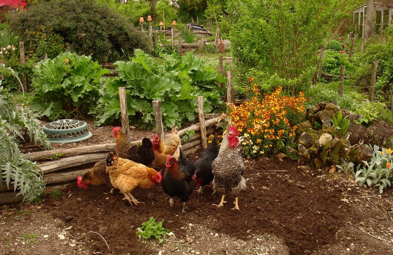 Mon potager et mes poules nourrissent ma famille toute l’année !