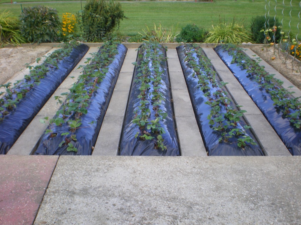 Bien irriguer son potager