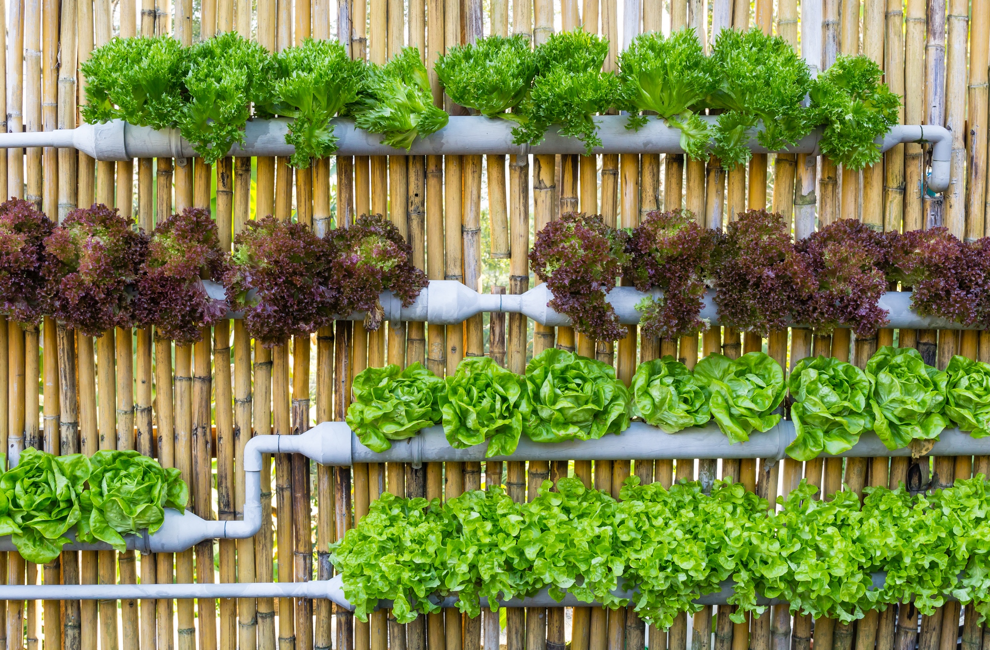 La plantation hors sol, idéale pour la culture indoor