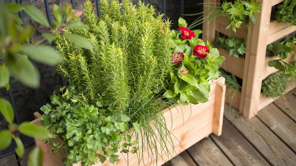 Vos potagers cultivés dans des pots