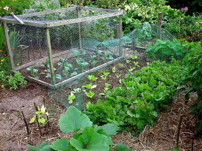 Des conseils pour vous aider à mieux protéger votre potager