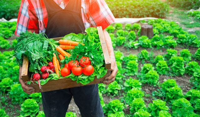 Les essentiels pour débuter en potager