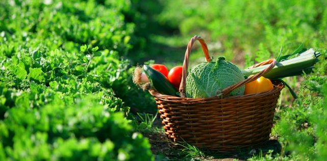 À savoir sur le potager bio