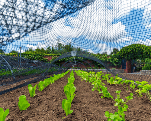 Filet sur mesure pour jardin ou potager : quelles options pour protéger vos plantes ?
