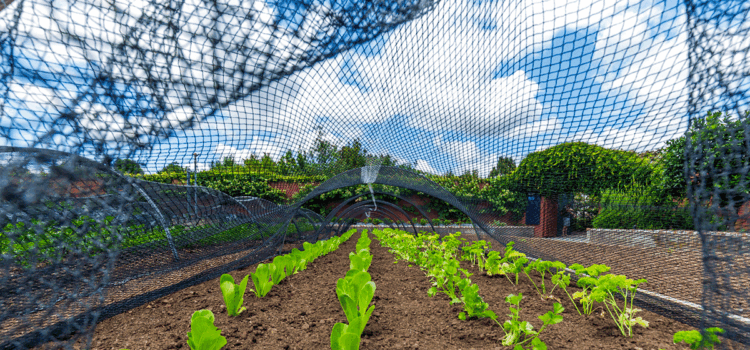 Filet sur mesure pour jardin ou potager : quelles options pour protéger vos plantes ?