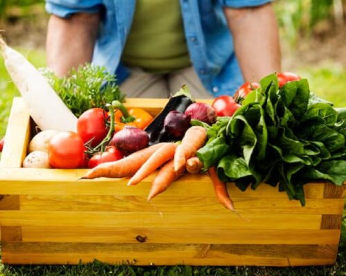 Réussir son potager bio : Comment choisir les bonnes semences bios ?